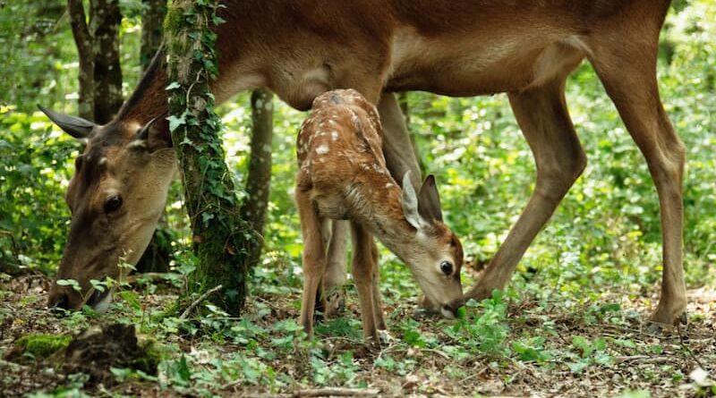 Bambi: Uma Aventura na Floresta